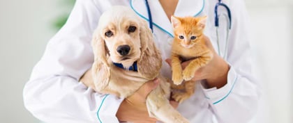 Taller de primeros auxilios en perro y gatos